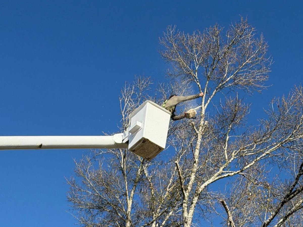 El Costeño Tree Service LLC